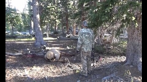 Utah General Archery OTC Elk Hunt, Uintas Sept 2014