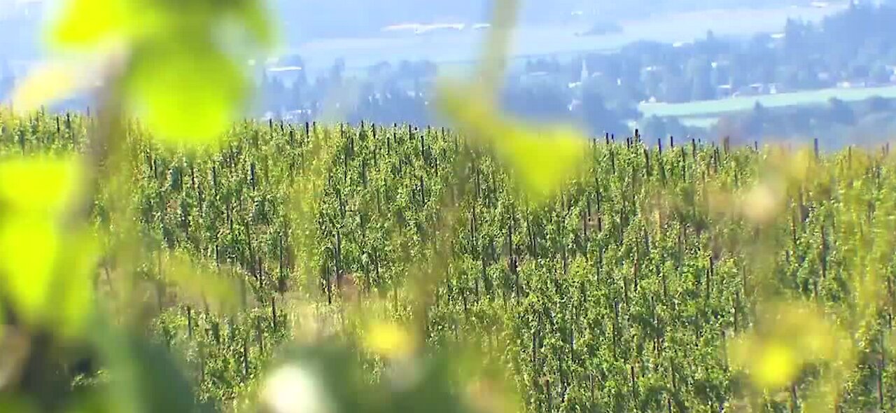 Wine makers affected by drought