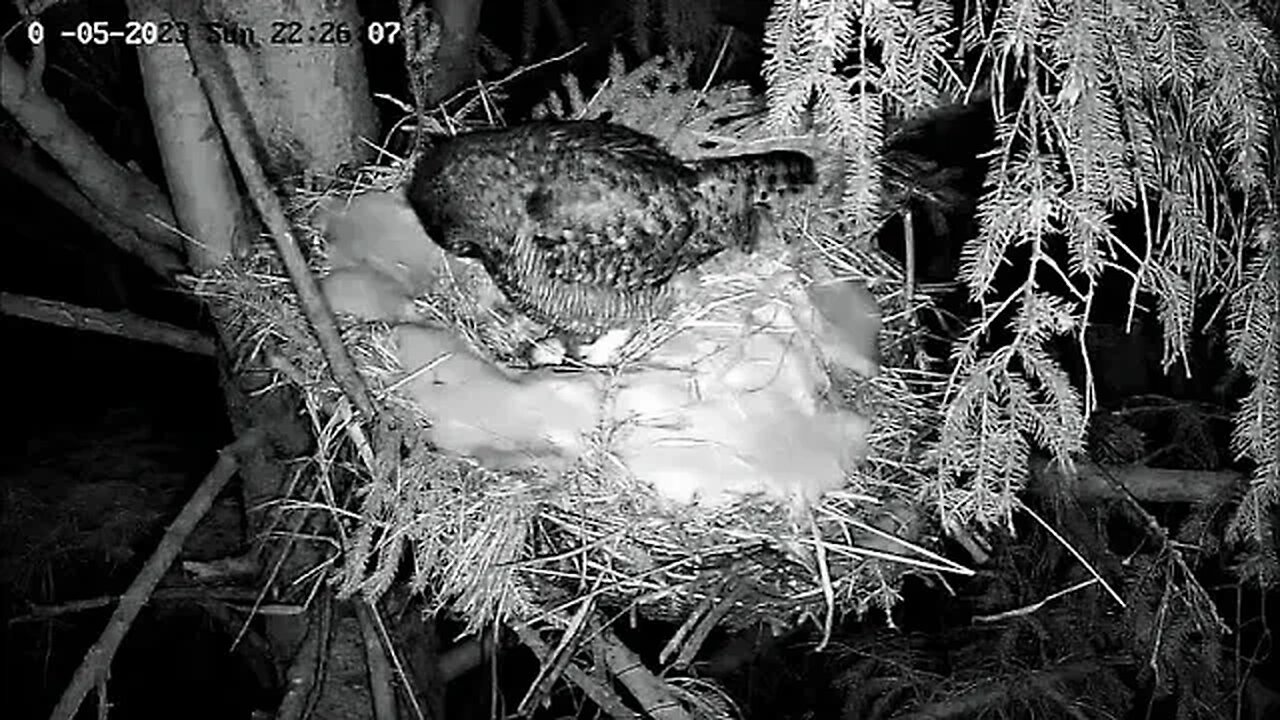 Ellie Pulls More Brood Feathers 🥚 03/05/23 22:25