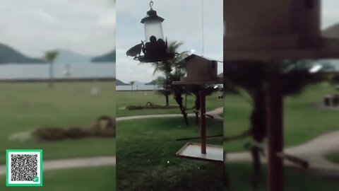 TER VIZINHOS PASSAROS É MARAVILHOSO #brasil #pássaros #birds #natureza