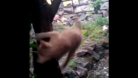 Angeline My Kitten Playing in the Tree