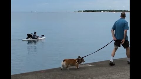 Dog spotting ~ Double dog spot on Lake Michigan in Chicago