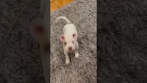 8 week old Pitbull puppy Bella