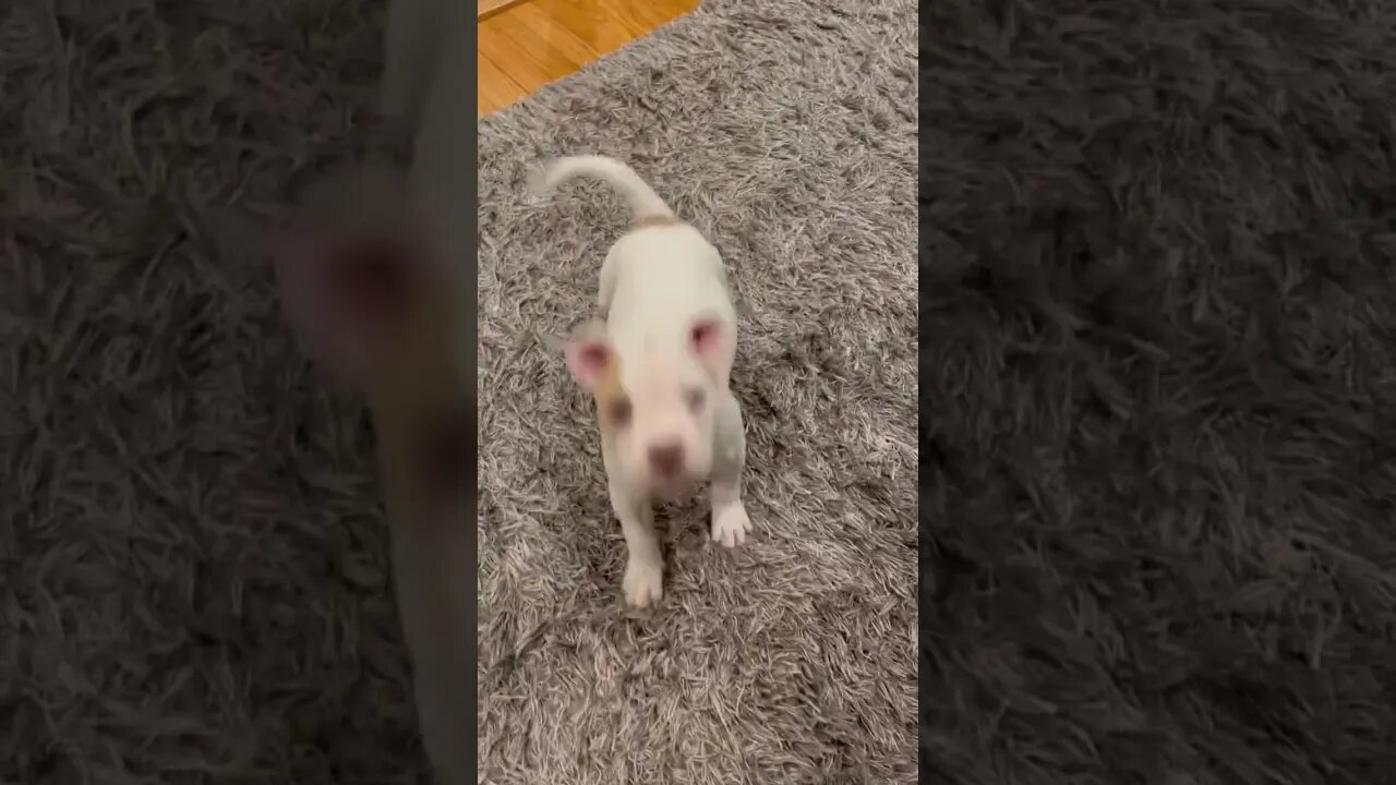 8 week old Pitbull puppy Bella