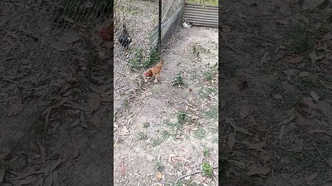 Rusty was looking for his girl