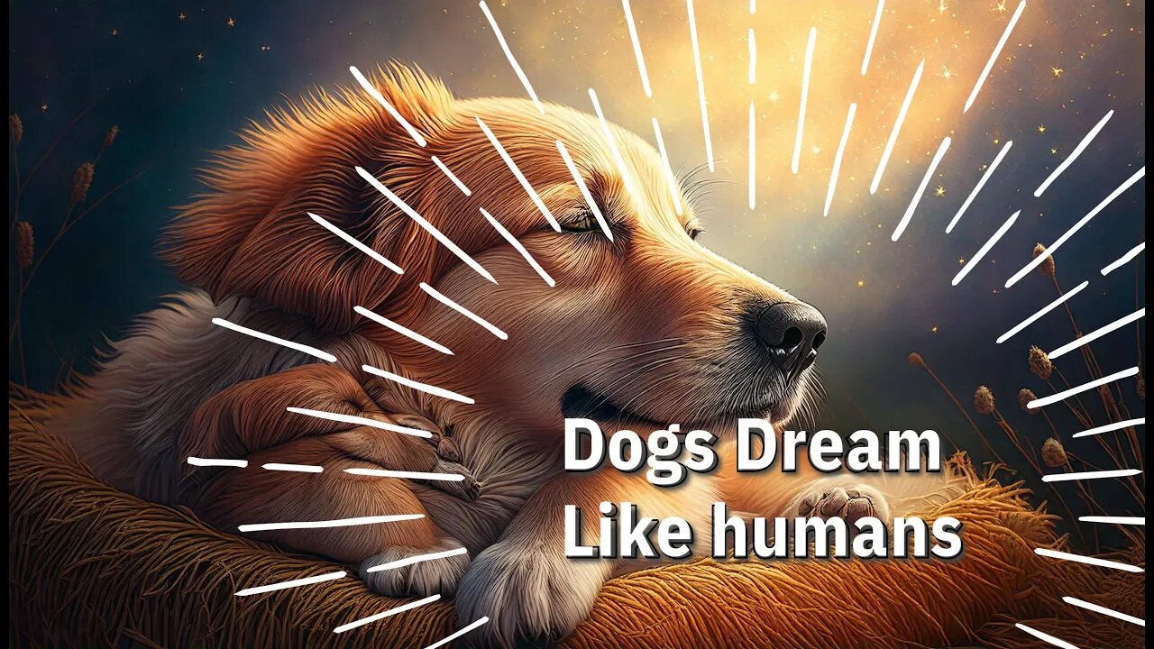 Your Dog's Dreams Revealed: What Science Actually Shows 🐾