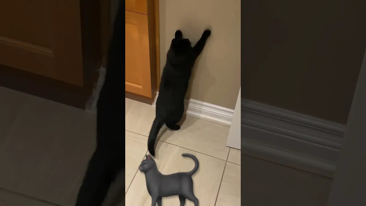 Flashlight ~🐈‍⬛ #sfmcollective #shorts #cats #funny