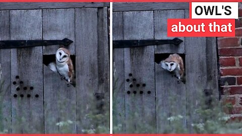 Photographer captures owl dancing