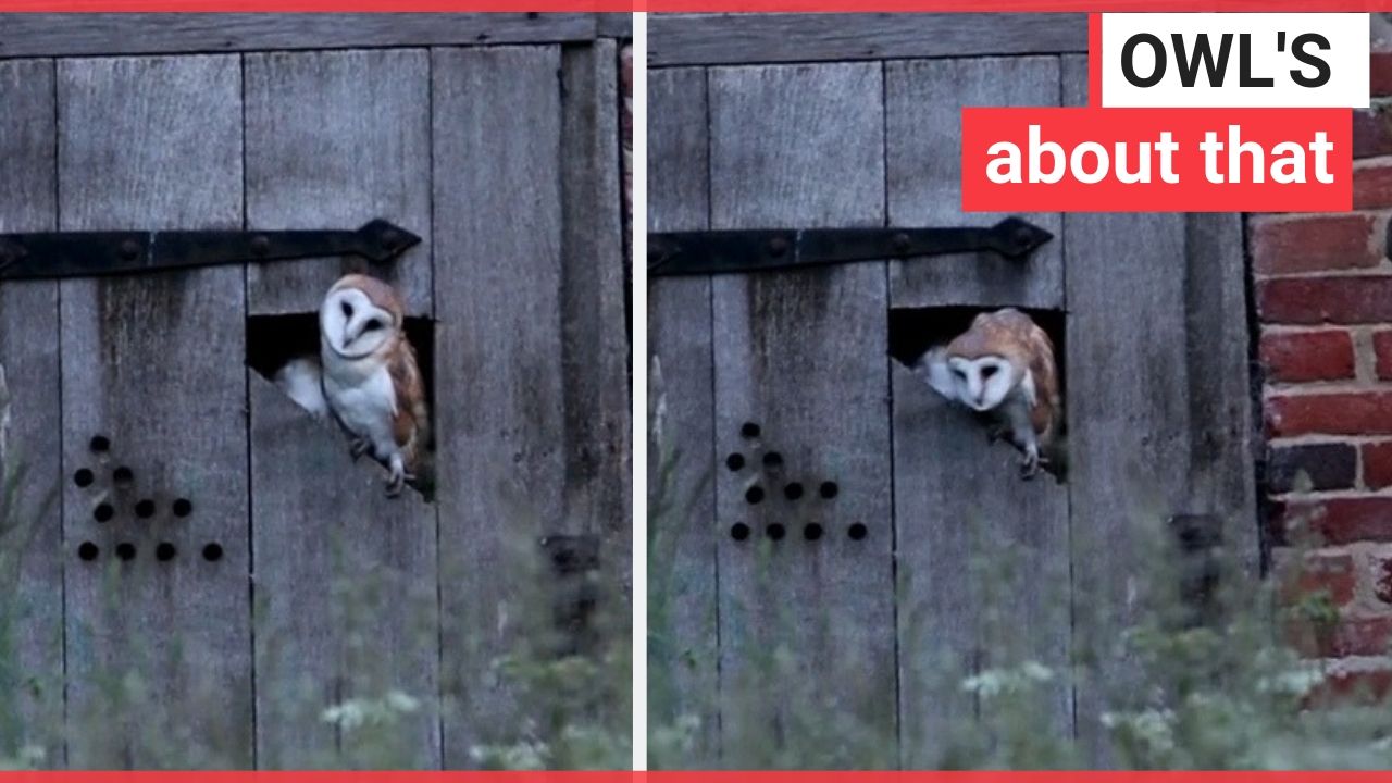 Photographer captures owl dancing