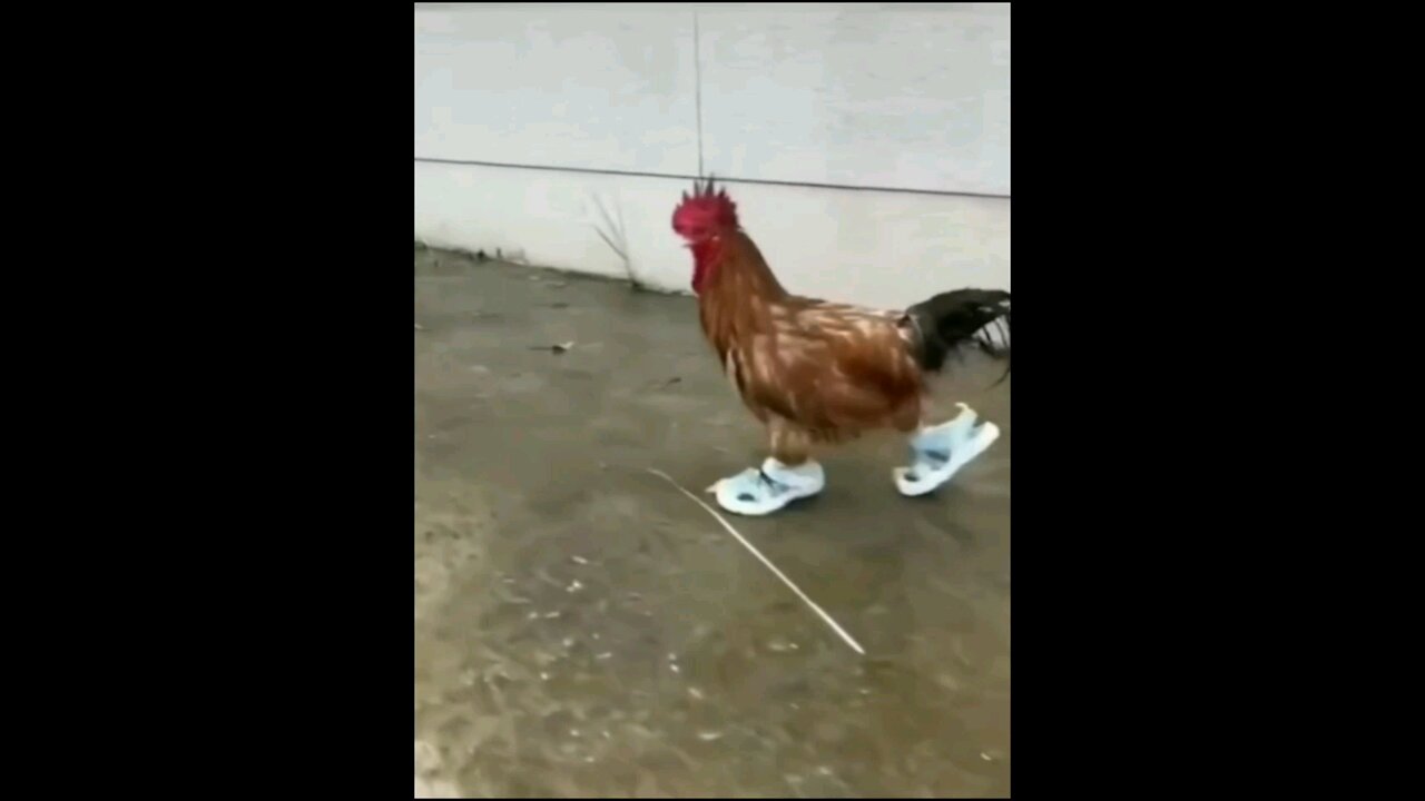 funny video 🤣📸📸