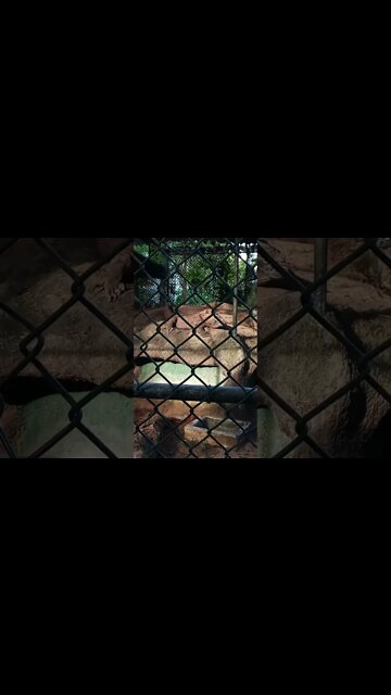 That's a big lizard, a Komodo. 🤫