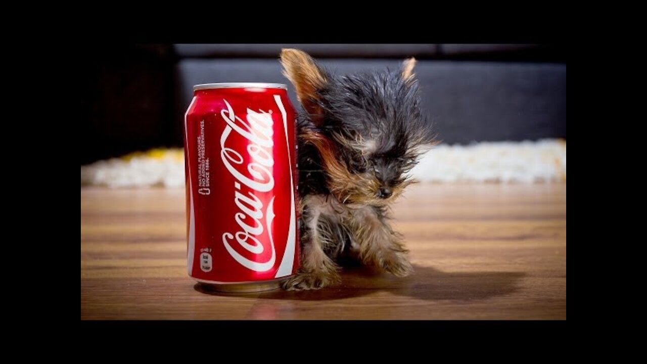 World smallest dog.