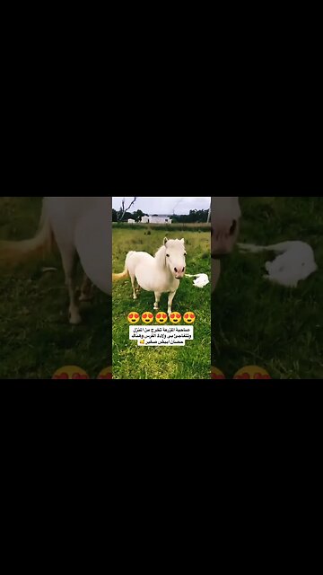 صاحبة المزرعة تتفاجئ بولادة مهر جديد