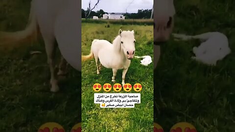 صاحبة المزرعة تتفاجئ بولادة مهر جديد