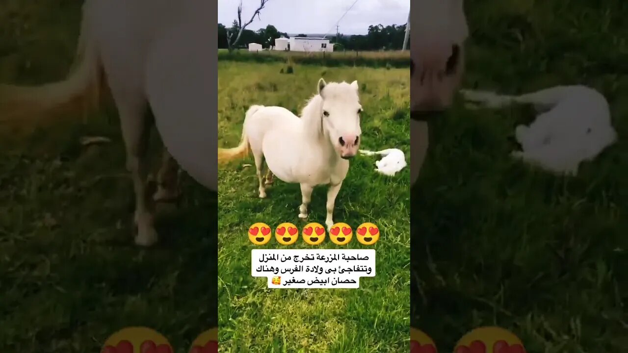 صاحبة المزرعة تتفاجئ بولادة مهر جديد