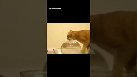 Funny Cat Meme 😂 pt.40 #shorts