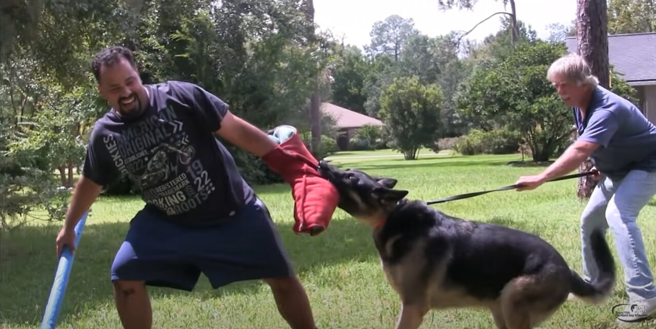 How to Turn a Fearful dog into a Protection Dog dog training 4k video