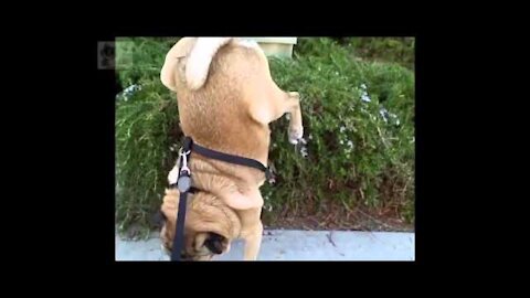 BEST FUNNY ANIMALS COMPILATION 2013 2014 Лучшая нарезка видео с животными 2