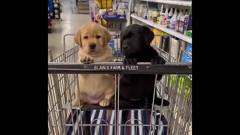 Puppies are Out For Shopping 😅 #puppiesofinstagram #petpuppy #animals #shortvideoviral