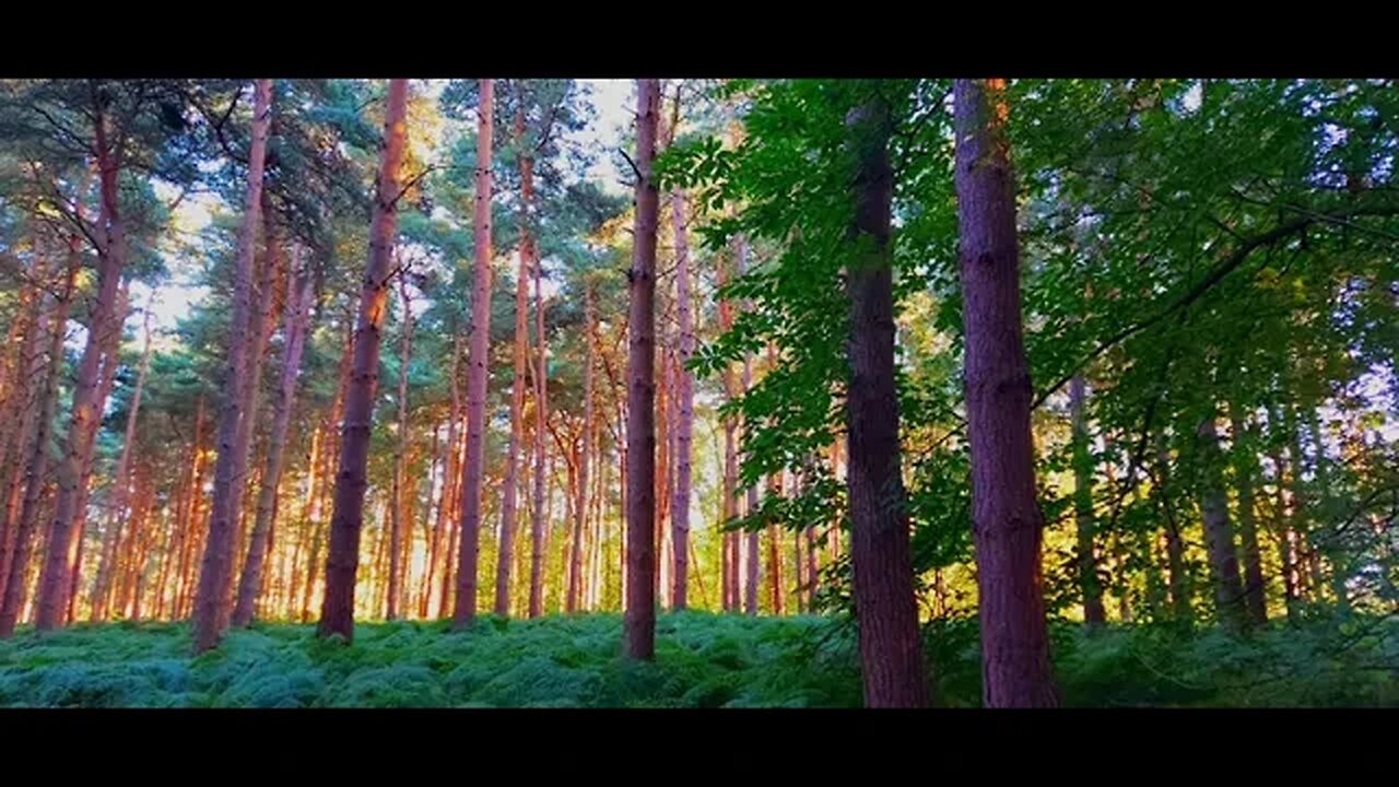 Harlestone Firs Early Evening Photos