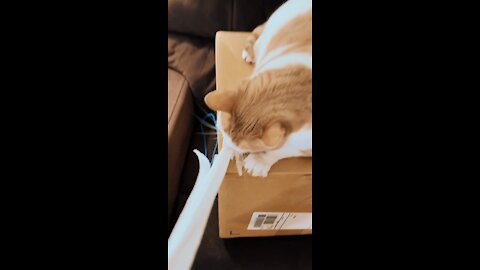 Toilet Paper Time 😂🧻🐱