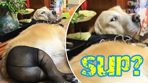 Funny Dogs Will Make You Laugh Until You Cry - Relaxation Time