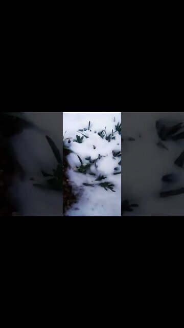 This is the Indonesian Social Security Administration, How may I scam you Today?