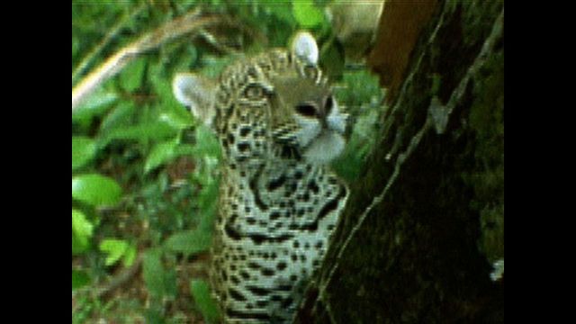 Big Cat Can't Climb Tree