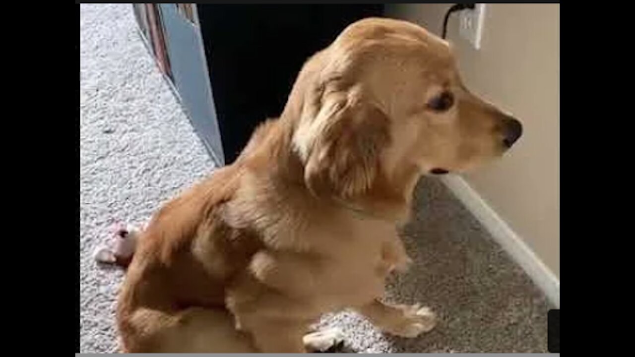 Golden Retriever Looks Guilty After Being Caught Making a Mess