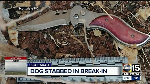 Dog stabbed in Scottsdale break-in