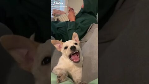 Deaf dog barking