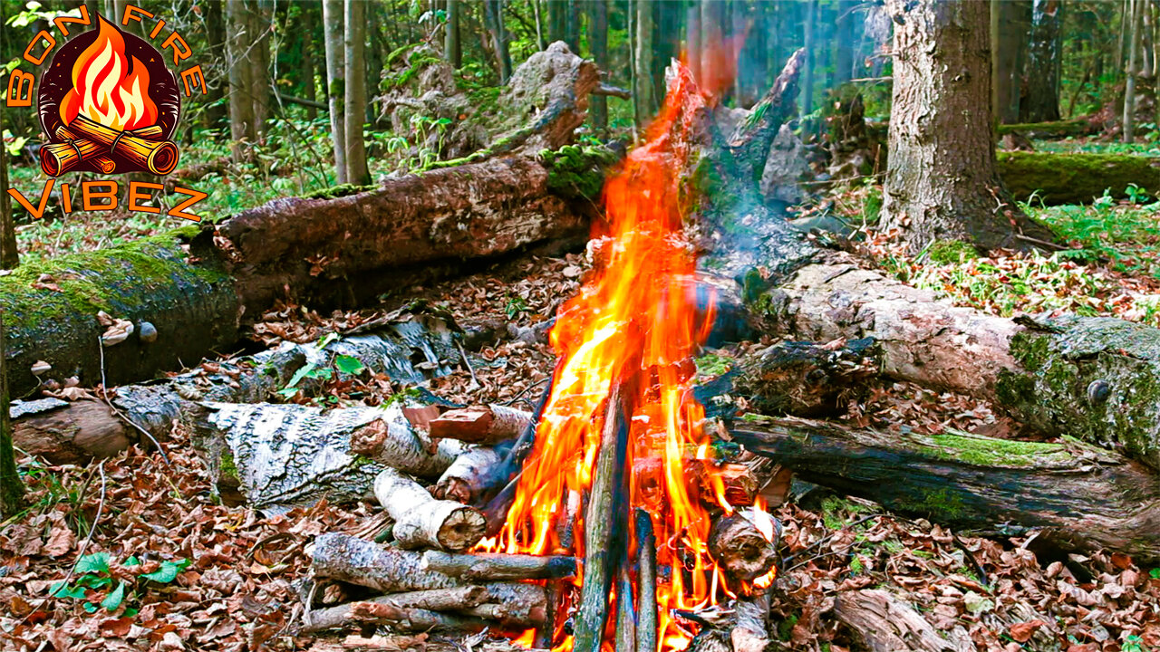 Follow through 👀Wet autumn forest firewood Die Hard in nice bonfire🔥Cozy natural fire sound🔥NO MUSIC