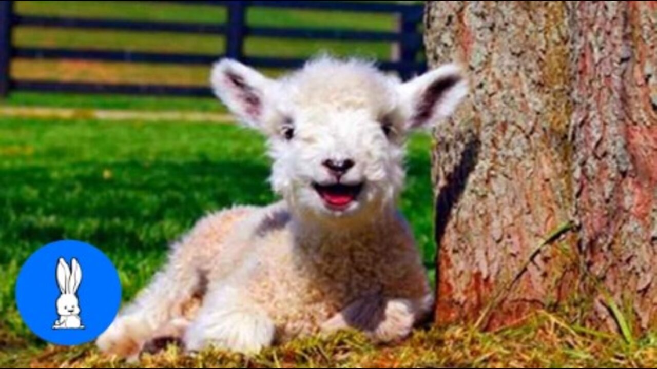 Baby Lamb (Sheep) Goes Baa - CUTEST Compilation
