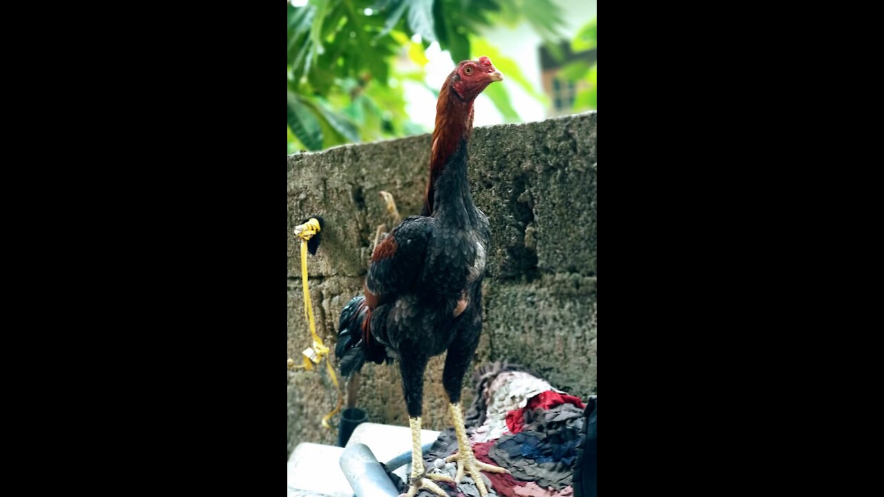 First Time My Rooster Meet Another Rooster