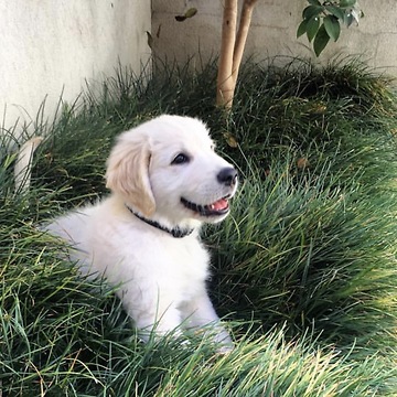 Cute Puppy destroying the garden