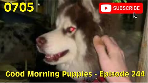 [0705] GOOD MORNING PUPPIES - EPISODE 244 [#dogs #doggos #doggies #puppies #dogdaycare]
