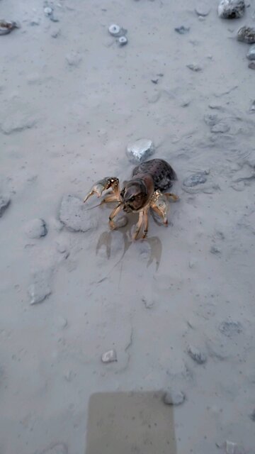 Crawdad found in front of my work truck at work