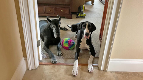 Great Dane Watch Dogs Relax In The Doorway Before Playtime