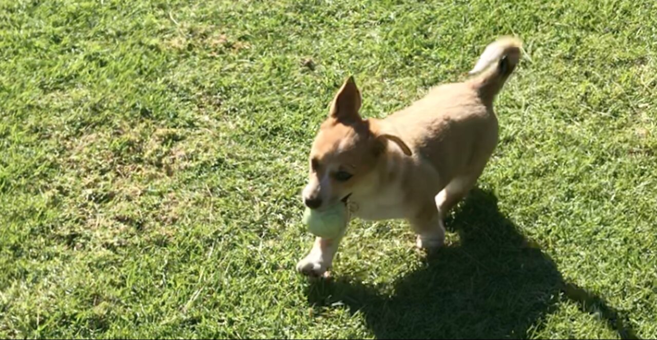 Corgi Puppy Learns How to Play Fetch - Cute Dog FAIL