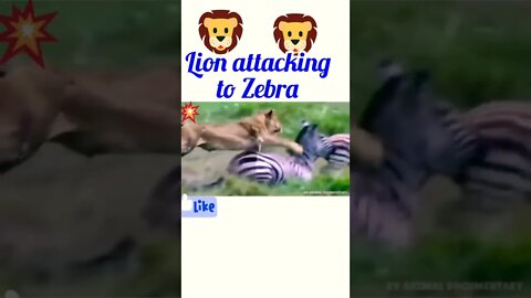 Lion attacking to Zebra 🦓