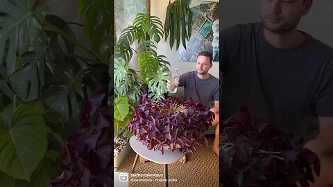 Oxalis triangularis shows you when it needs water in the most dramatic way