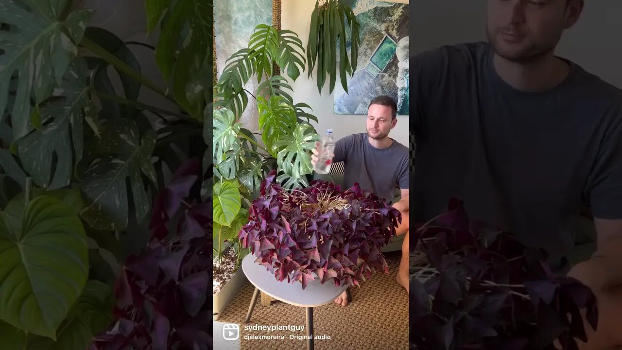 Oxalis triangularis shows you when it needs water in the most dramatic way