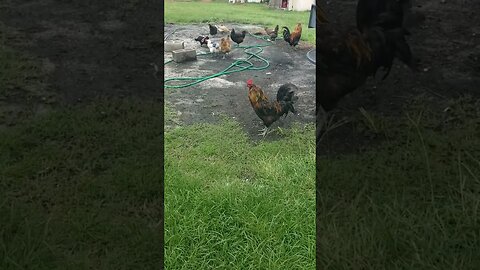 Chicks And Hose #chickens #icrackmyselfup