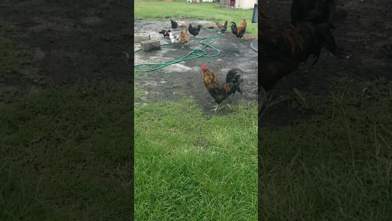 Chicks And Hose #chickens #icrackmyselfup