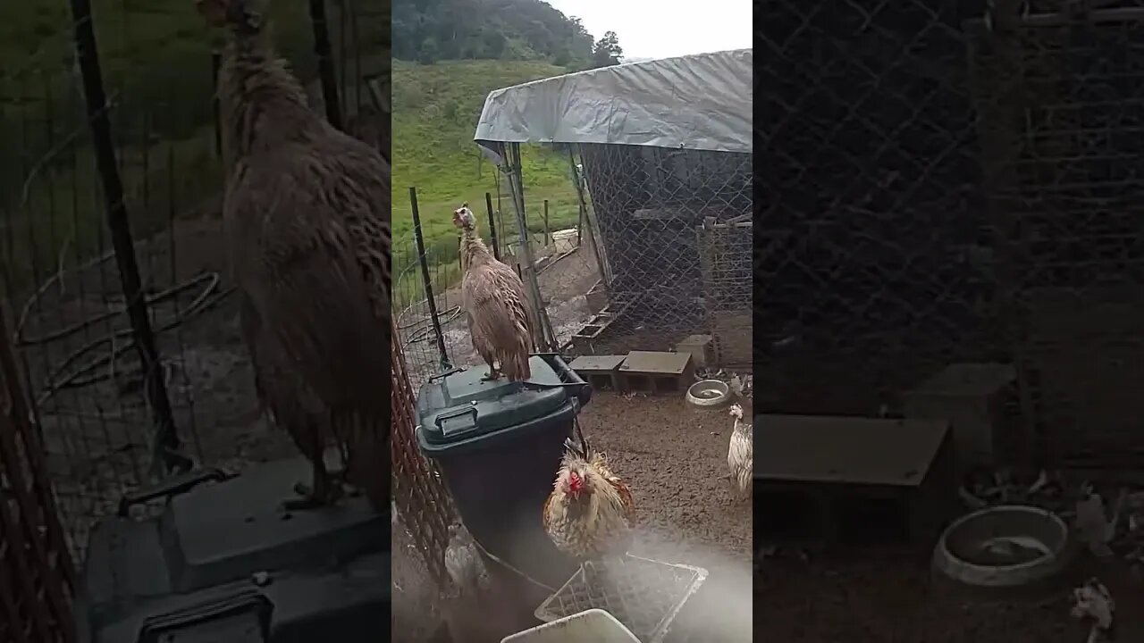 Farm cam: monitoring animals