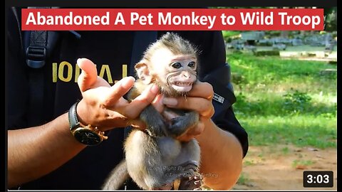 It's Breaking Heart..!! A Young Man Abandoned A Pet Baby Monkey Into Wild Troop, How Can He Survive?