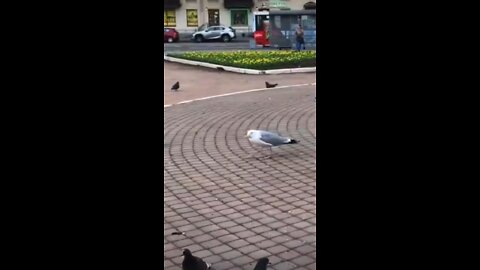 Magpie Hunting 😲