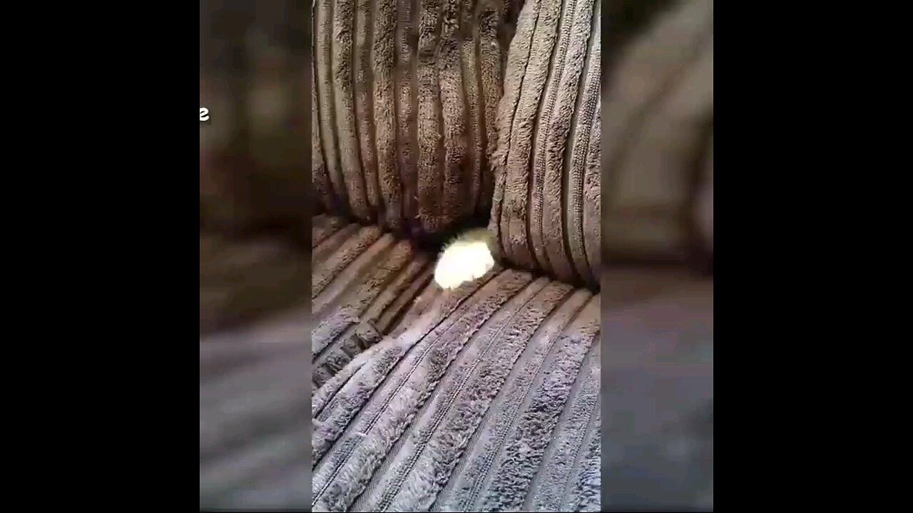 funny cat video