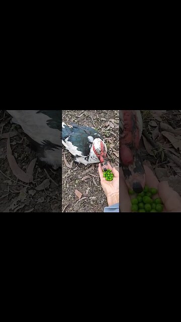 Good Morning D M, eating some peas