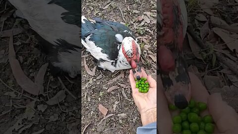 Good Morning D M, eating some peas